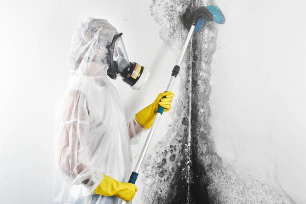 Best Emergency Mold Remediation  in Hidden Valley, IN