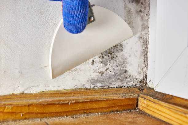 Best Forensic Mold Investigation  in Hidden Valley, IN