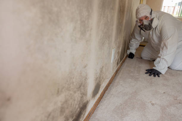 Best Mold-Related Health Consultation  in Hidden Valley, IN